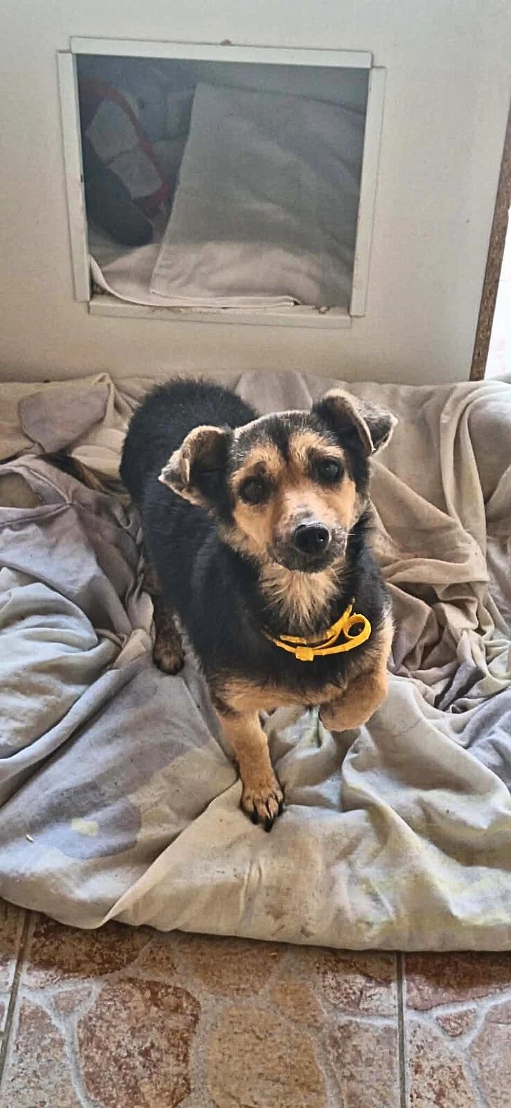 Csicsi, female senior Mixed Breed for adoption at Canifair e.V., Kaarst