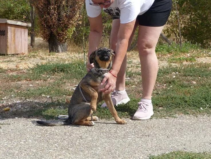 Emma, female puppy Mixed Breed for adoption at Canifair e.V., Kaarst