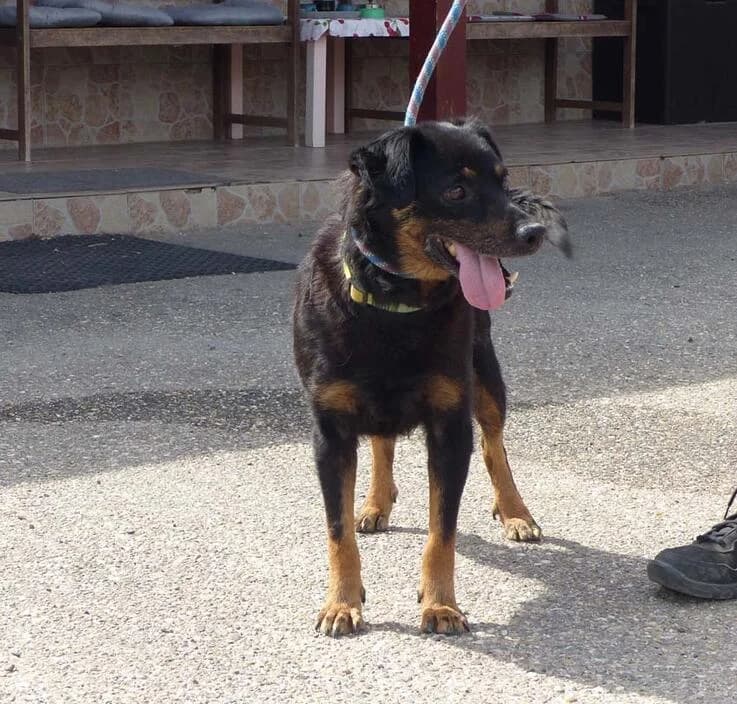 Füles, male senior Mixed Breed for adoption at Canifair e.V., Kaarst