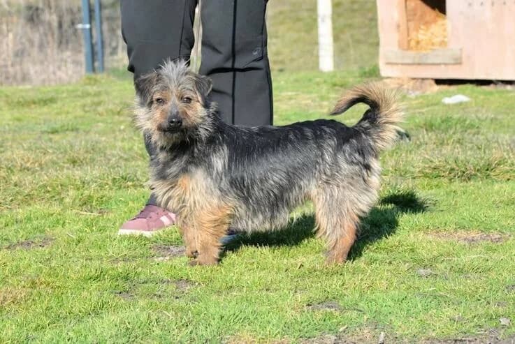 Hella, female young Mixed Breed for adoption at Canifair e.V., Kaarst