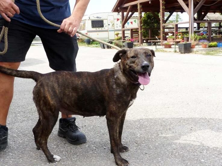 Jenna, female young Mixed Breed for adoption at Canifair e.V., Kaarst