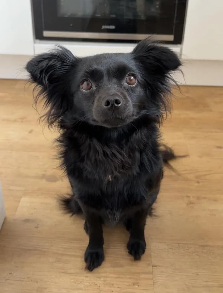Minnie (Julcsi), female 3yo Chihuahua for adoption at Canifair e.V., Kaarst