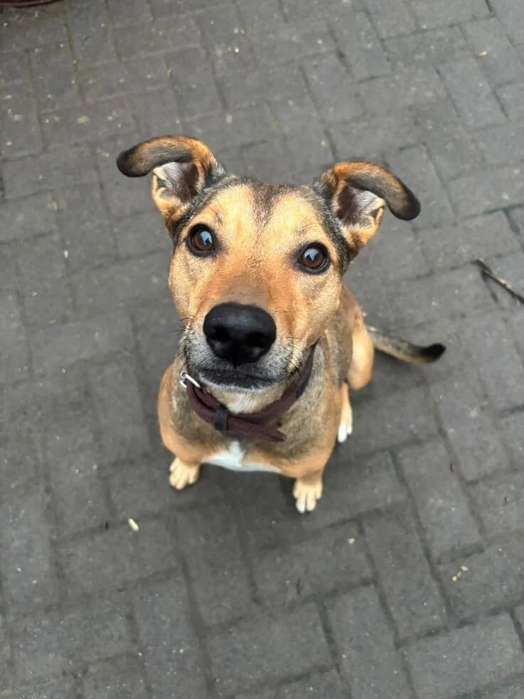 Liza, female senior Mixed Breed for adoption at Canifair e.V., Kaarst