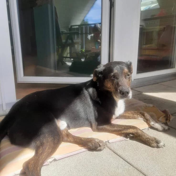 Lucky, male 6yo Mixed Breed for adoption at Canifair e.V., Kaarst
