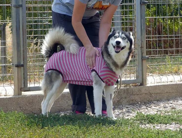 Magnum, female young Husky for adoption at Canifair e.V., Kaarst