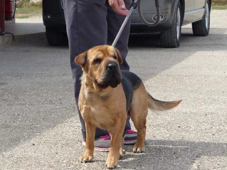 Mandula, female young mixed breed for adoption at Canifair e.V., Kaarst