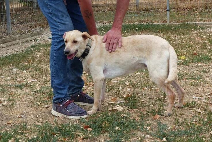 Milo, male 6yo Mixed Breed for adoption at Canifair e.V., Kaarst