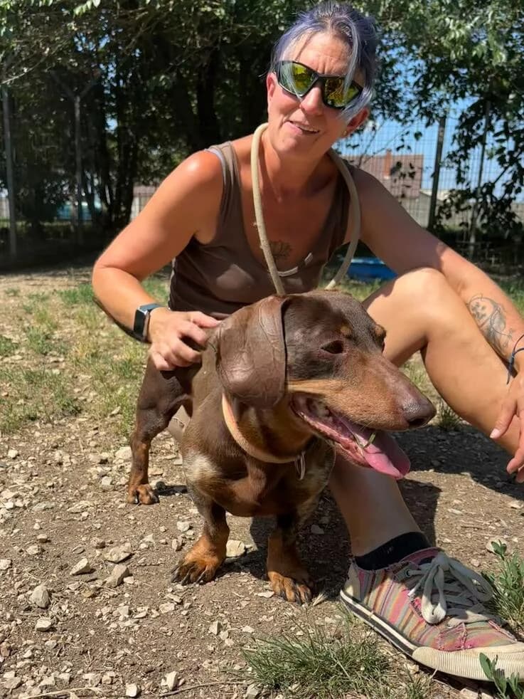Mocsicsoki, male senior Dachshund for adoption at Canifair e.V., Kaarst