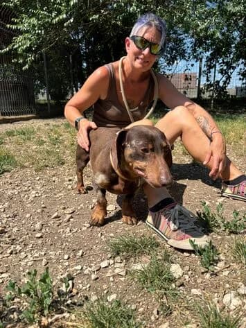 Mocsicsoki, male senior Dachshund for adoption at Canifair e.V., Kaarst