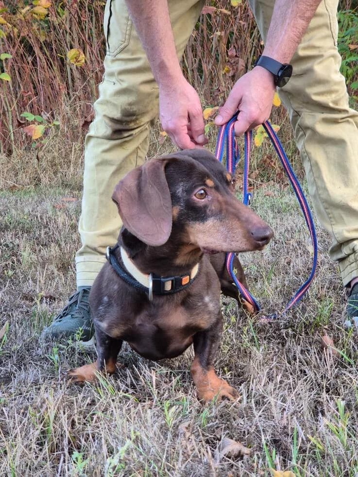 Mocsicsoki, male senior Dachshund for adoption at Canifair e.V., Kaarst