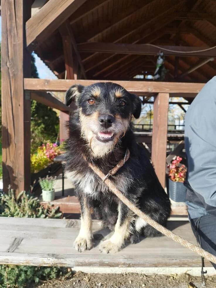 Mókus, female young Mixed Breed for adoption at Canifair e.V., Kaarst