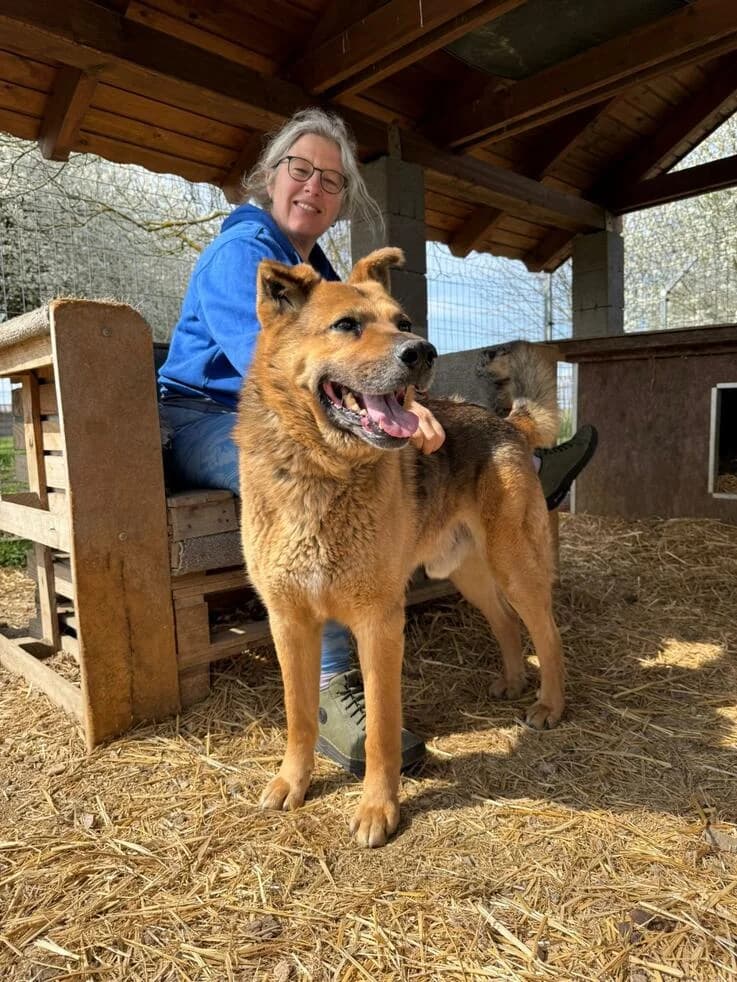 Ordas Tigris, male senior German Shepherd for adoption at Canifair e.V., Kaarst