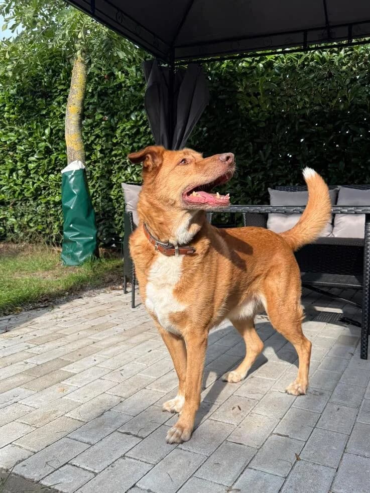 Robin, male senior Mixed Breed for adoption at Canifair e.V., Kaarst