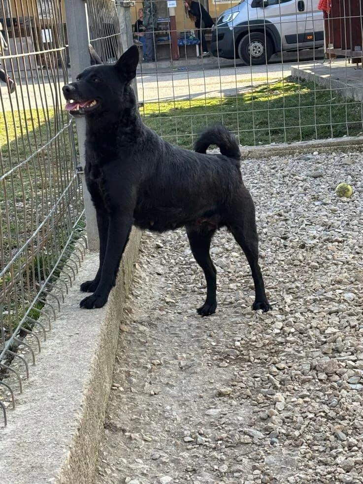 Sapi Mama, female 3yo Mixed Breed for adoption at Canifair e.V., Kaarst
