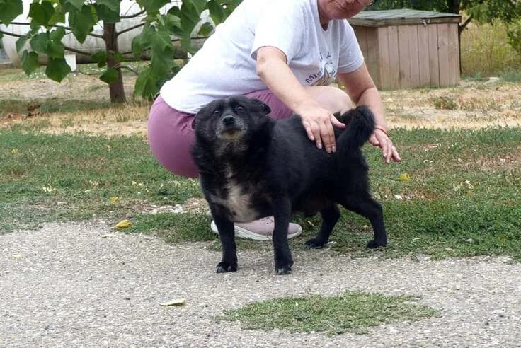 Sipi, male 6yo Mixed Breed for adoption at Canifair e.V., Kaarst