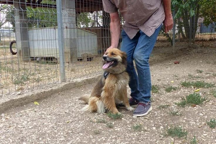 Stella, female young Mixed Breed for adoption at Canifair e.V., Kaarst