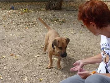 Unio, male young Mixed Breed for adoption at Canifair e.V., Kaarst