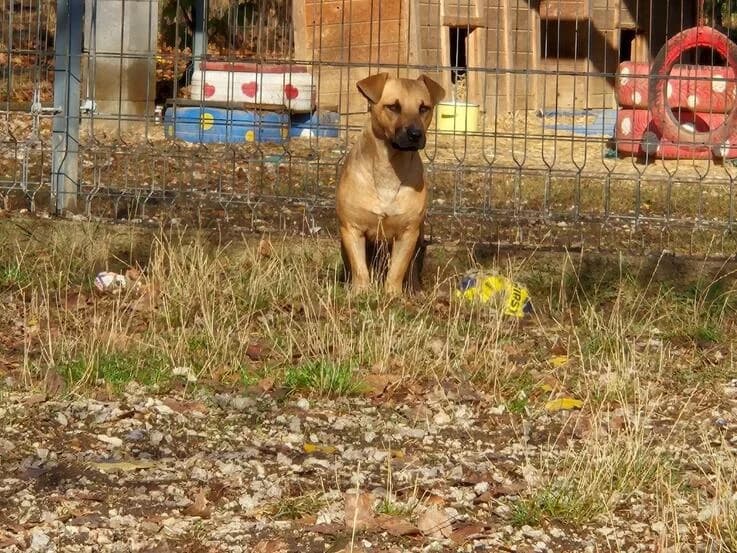 Unio, male young Mixed Breed for adoption at Canifair e.V., Kaarst