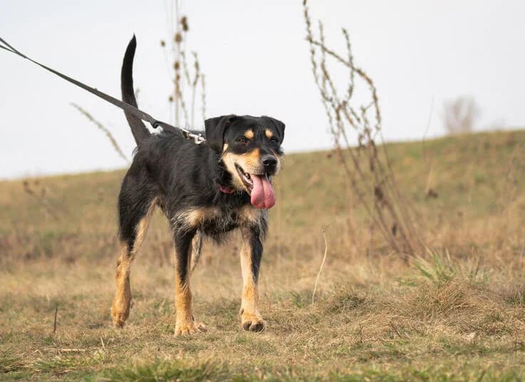Vackor, male young Mixed Breed for adoption at Canifair e.V., Kaarst