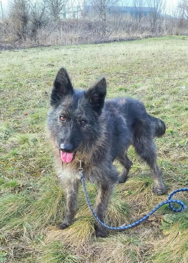 Wendy, female 7yo Mixed Breed for adoption at Canifair e.V., Kaarst