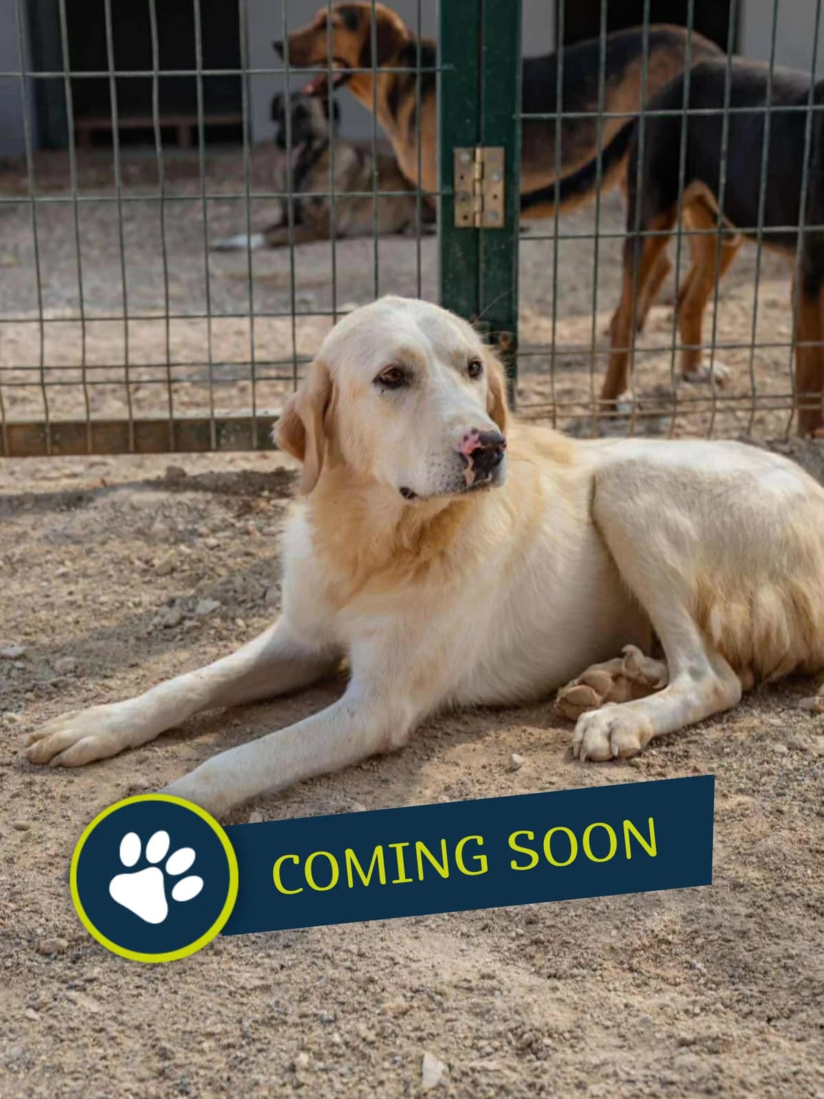 Giana, golden female 4yo Golden Retriever for adoption at Care-4-life e.V., Stuttgart
