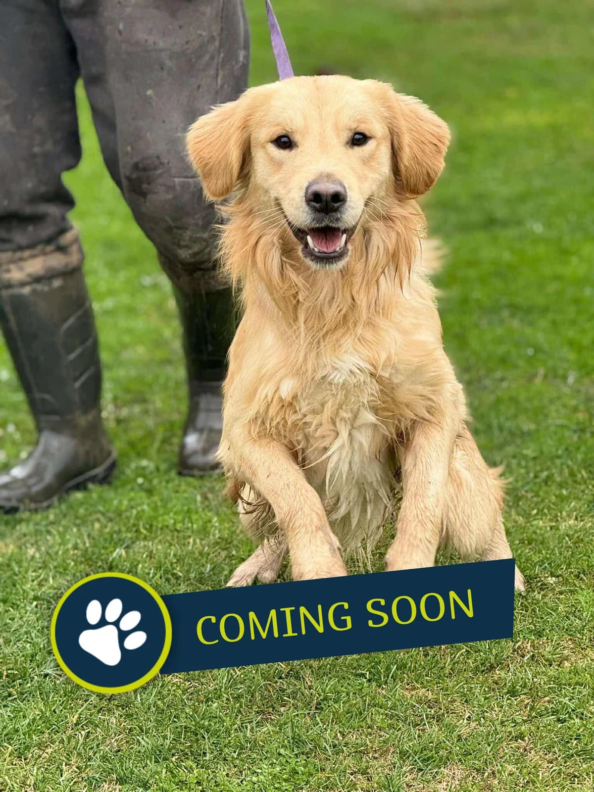 Pante, golden male young Golden Retriever for adoption at Care-4-life e.V., Stuttgart