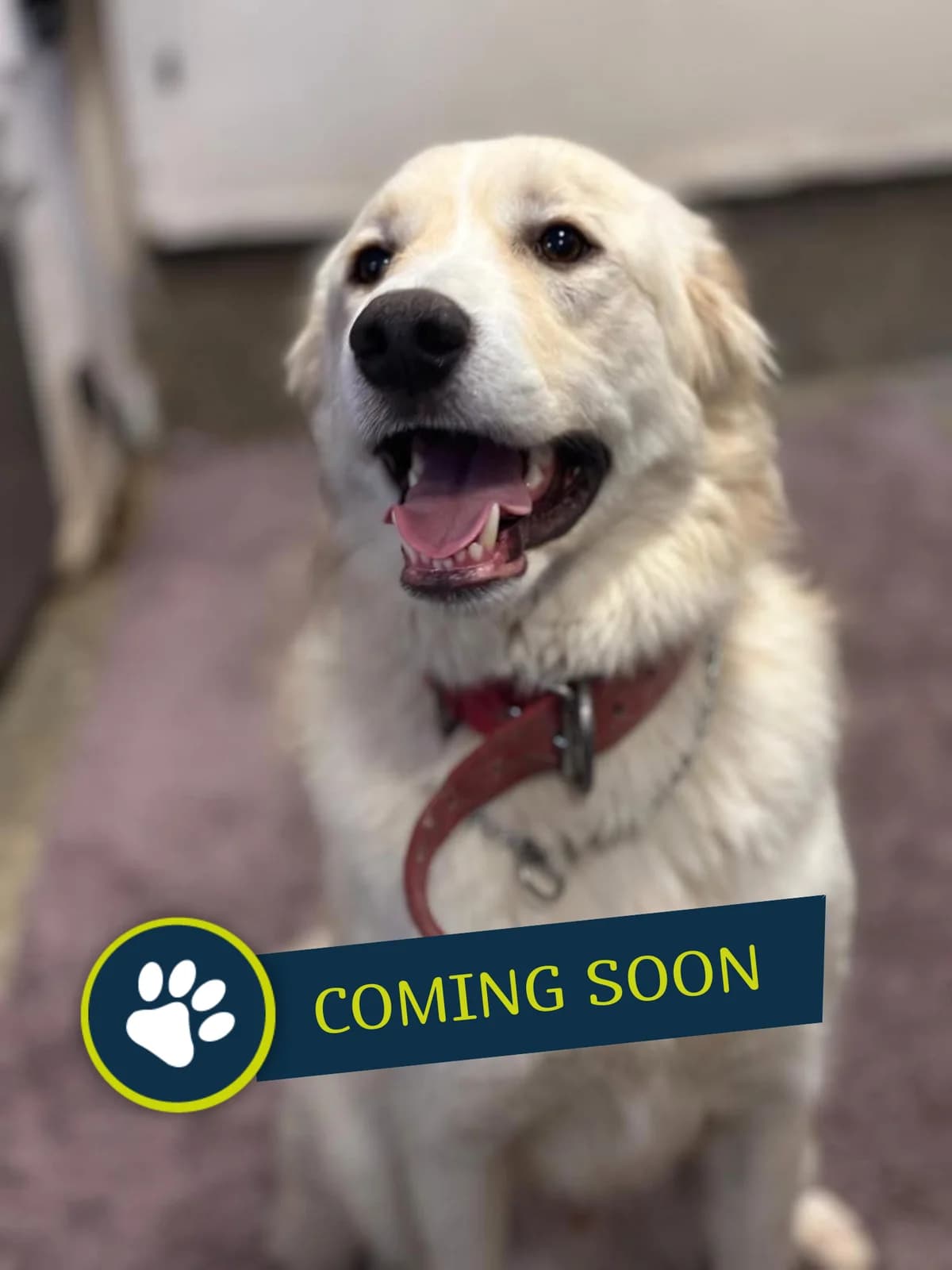 Tommy, golden male young Golden Retriever for adoption at Care-4-life e.V., Stuttgart