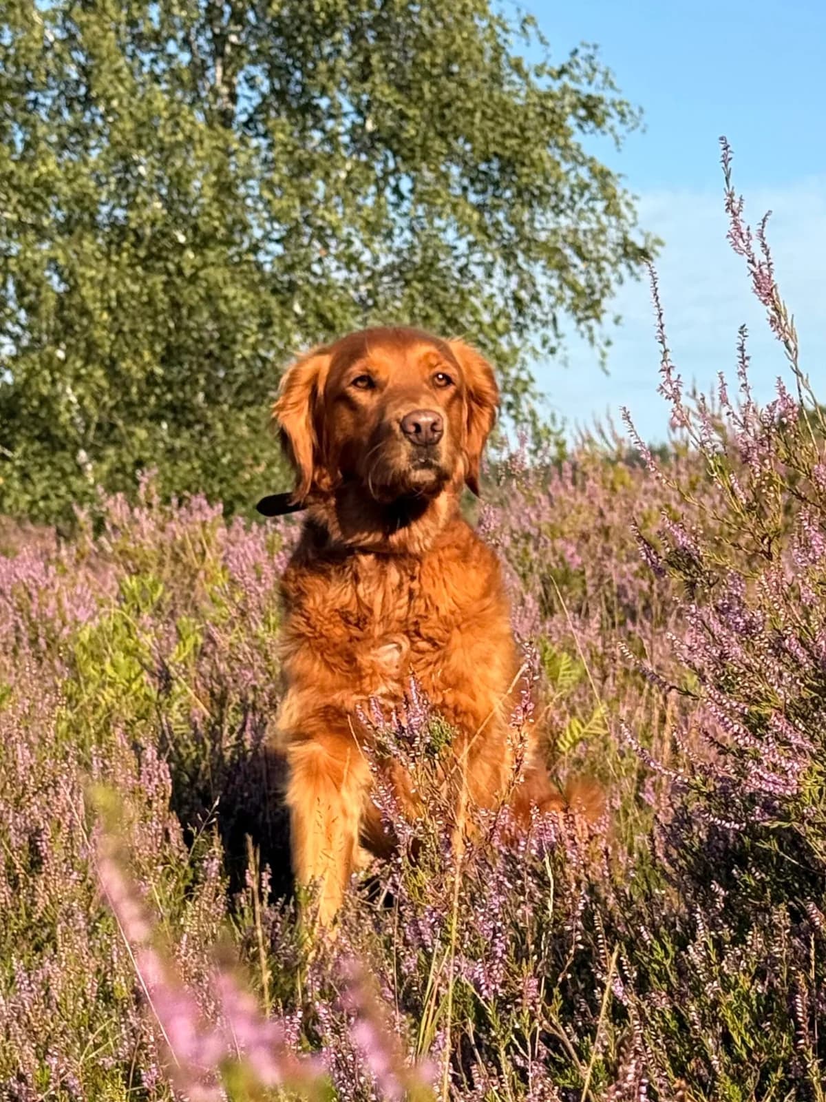 Kitir, golden male 4yo Golden Retriever for adoption at Care-4-life e.V., Stuttgart