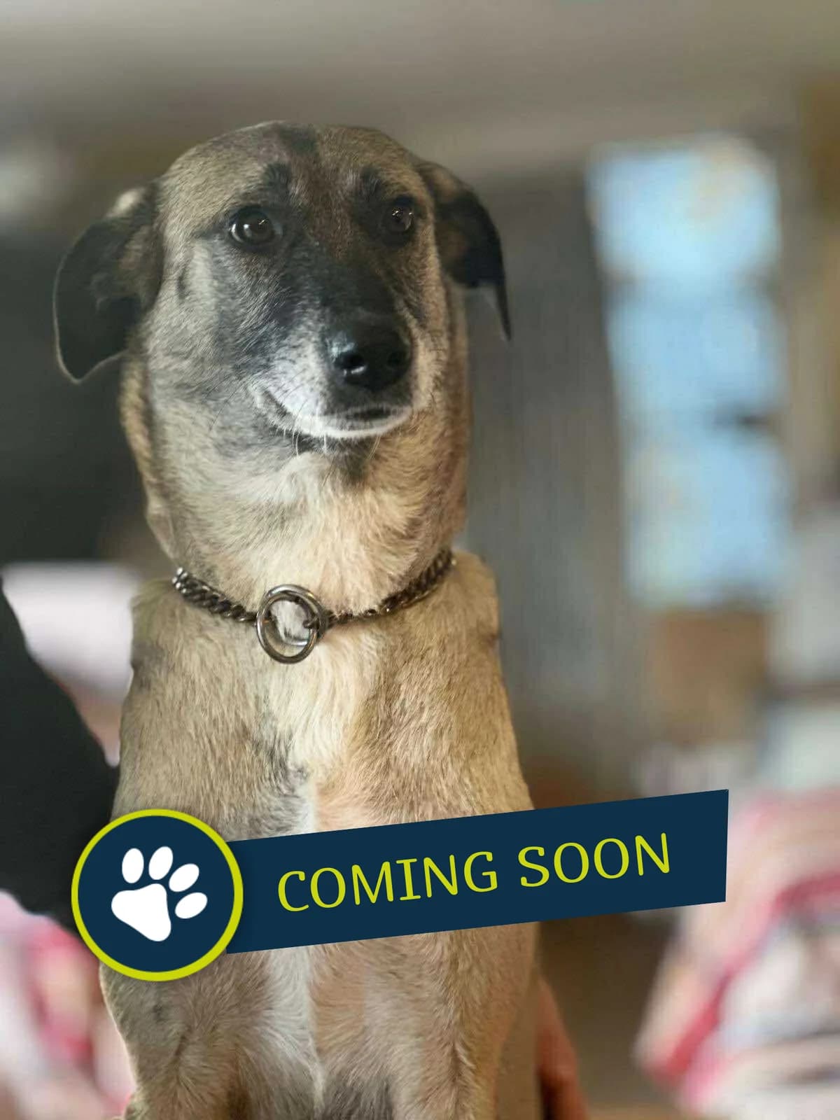 Jenny, female 4yo Mixed Breed for adoption at Care-4-life e.V., Stuttgart