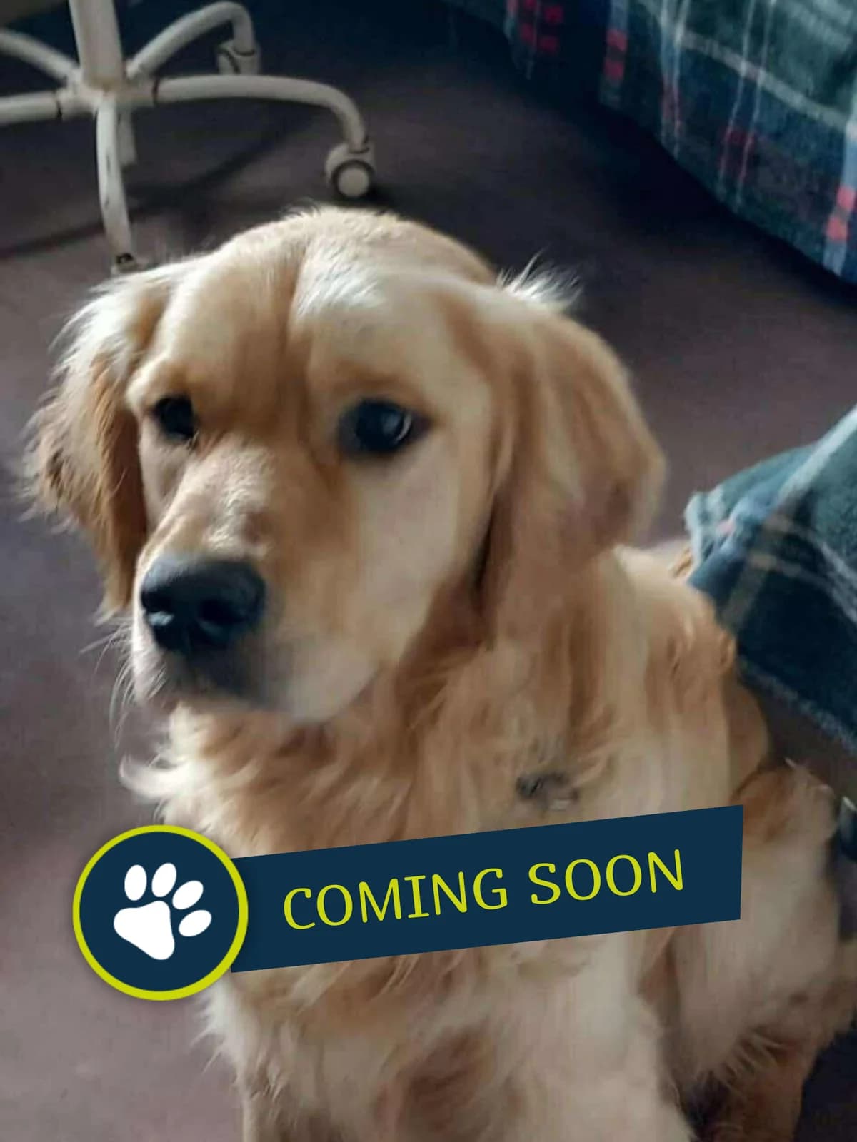 Mex, golden male young Golden Retriever for adoption at Care-4-life e.V., Stuttgart