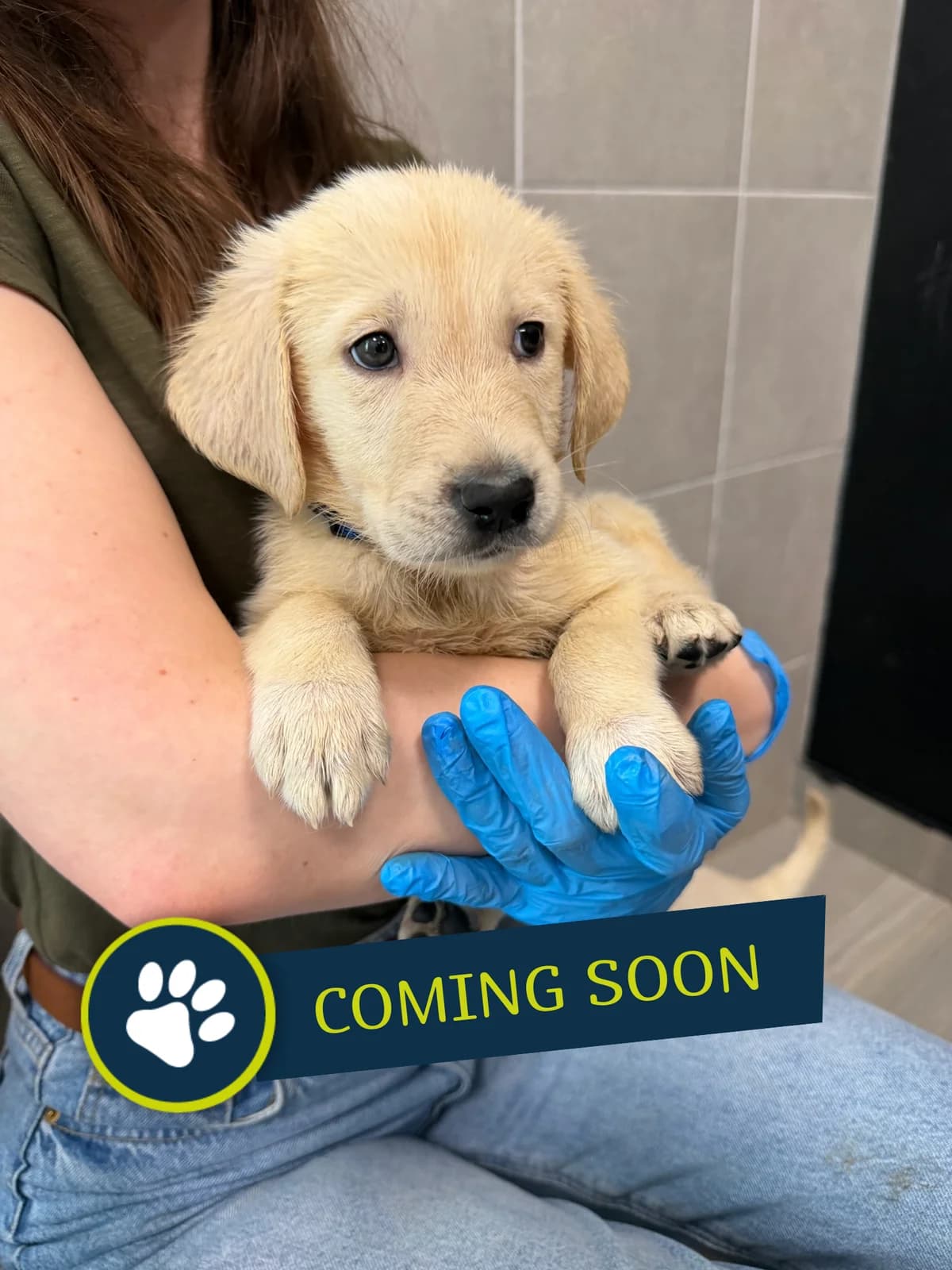 Welpe (männlich), male young Golden Retriever for adoption at Care-4-life e.V., Stuttgart
