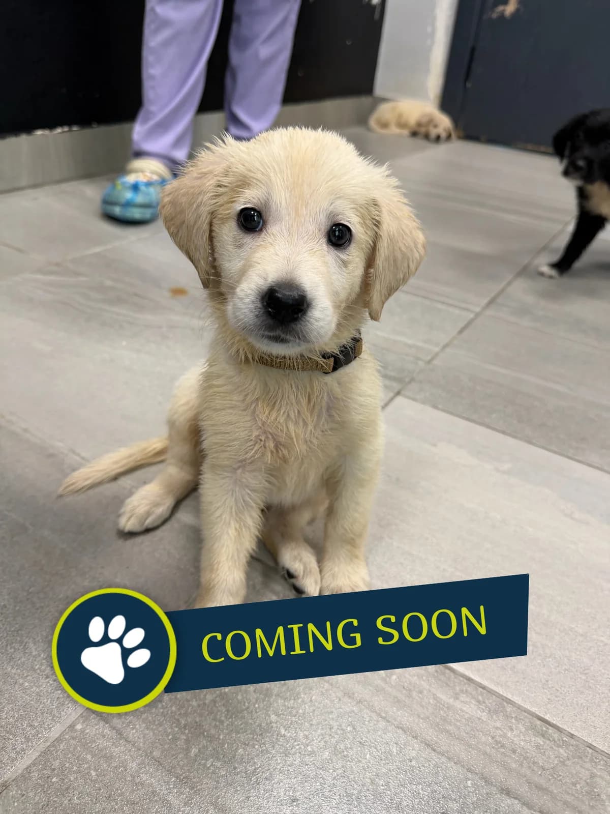 Welpe (weiblich), female young Golden Retriever for adoption at Care-4-life e.V., Stuttgart