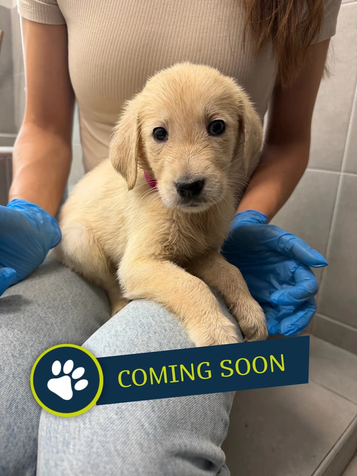 Welpe (weiblich), female young Golden Retriever for adoption at Care-4-life e.V., Stuttgart