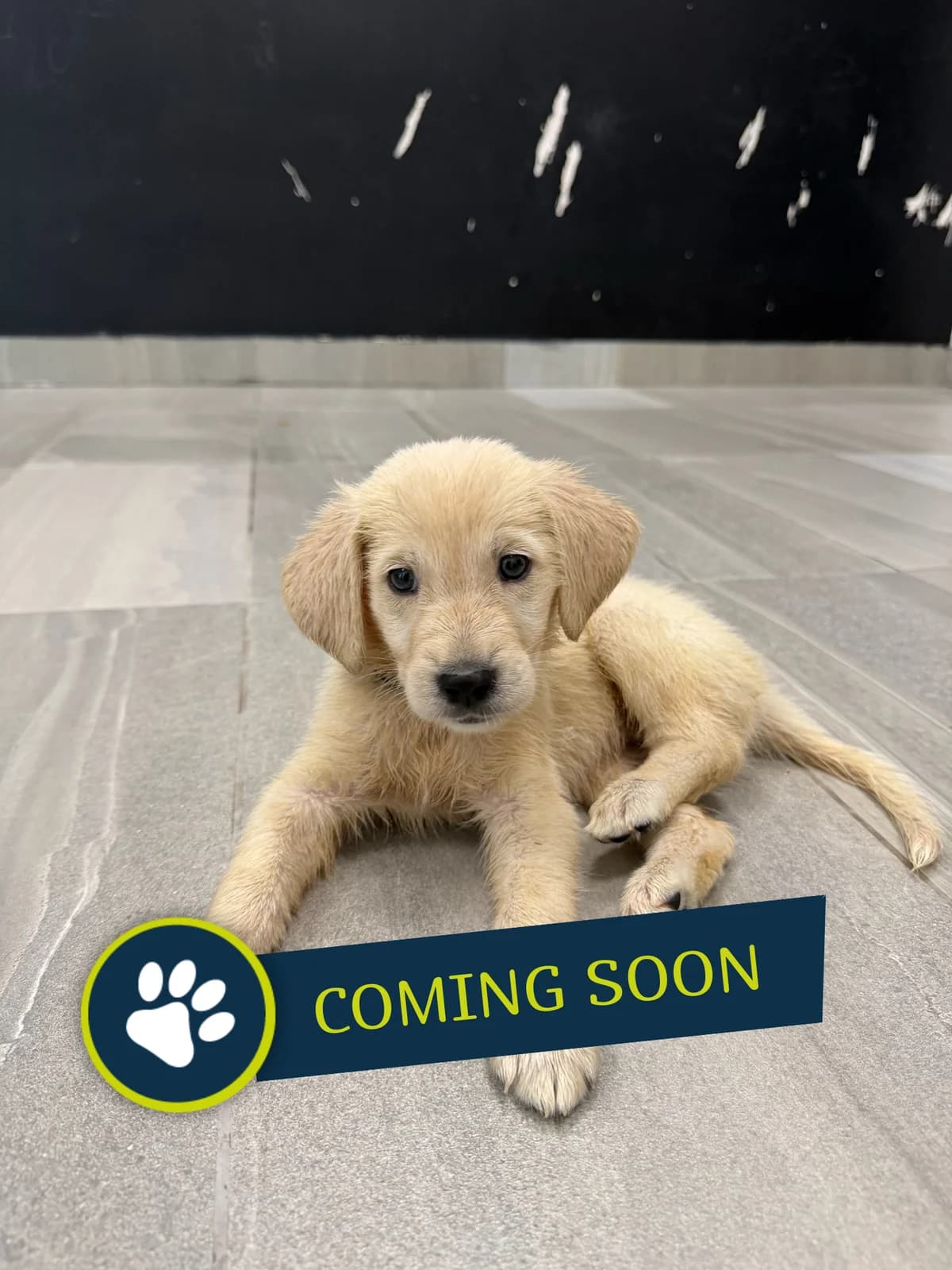 Welpe (weiblich), female young Golden Retriever for adoption at Care-4-life e.V., Stuttgart