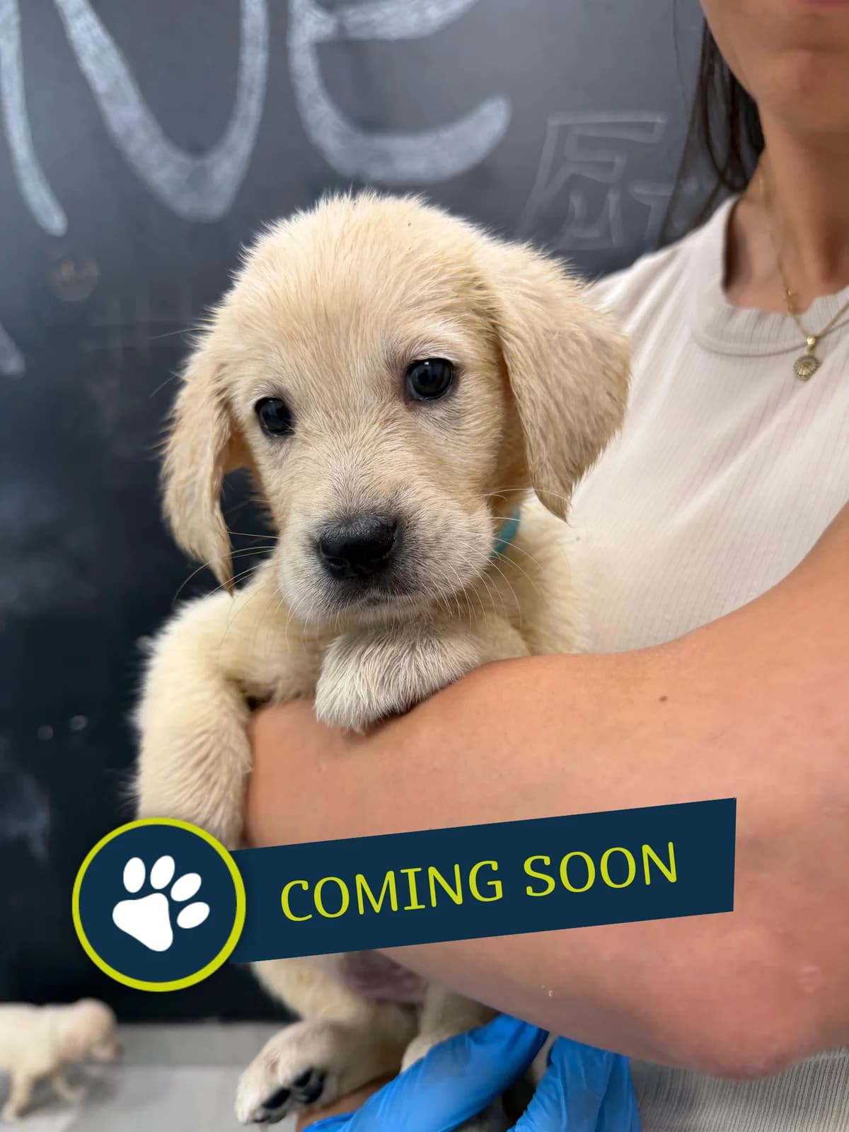 Welpe (weiblich), female young Golden Retriever for adoption at Care-4-life e.V., Stuttgart