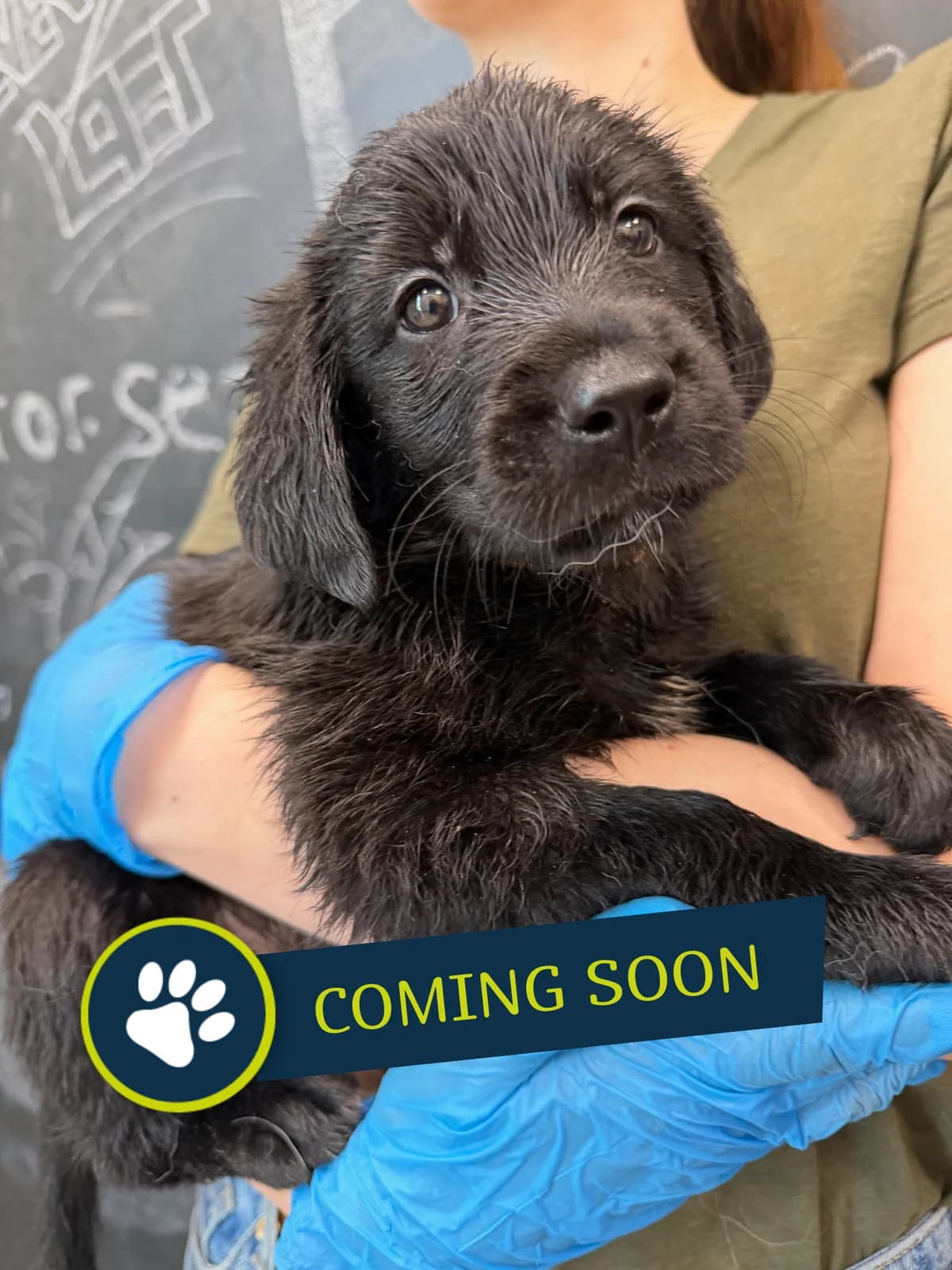 Welpe (männlich), male young Golden Retriever for adoption at Care-4-life e.V., Stuttgart