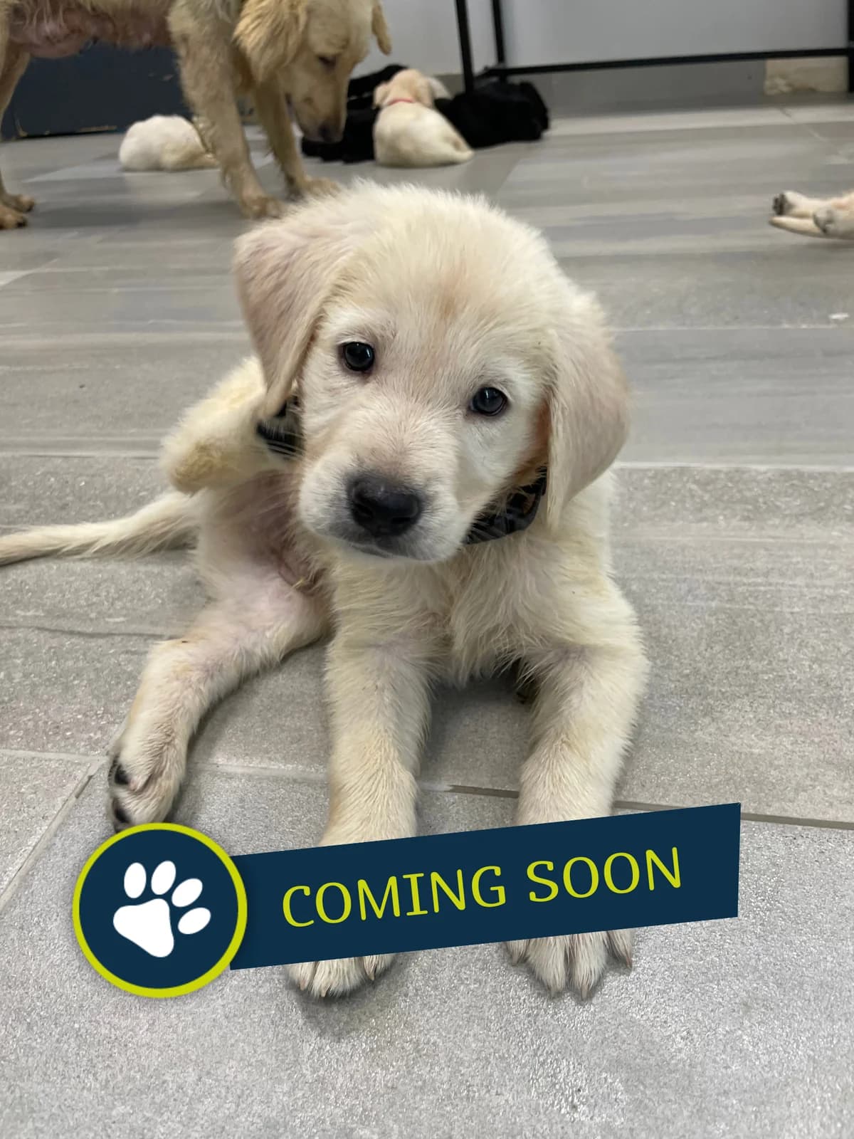 Welpe (männlich), male young Golden Retriever for adoption at Care-4-life e.V., Stuttgart