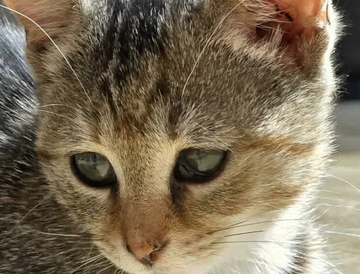 FELLY, Mixed Breed for adoption at Casa Animale e.V., Gefrees