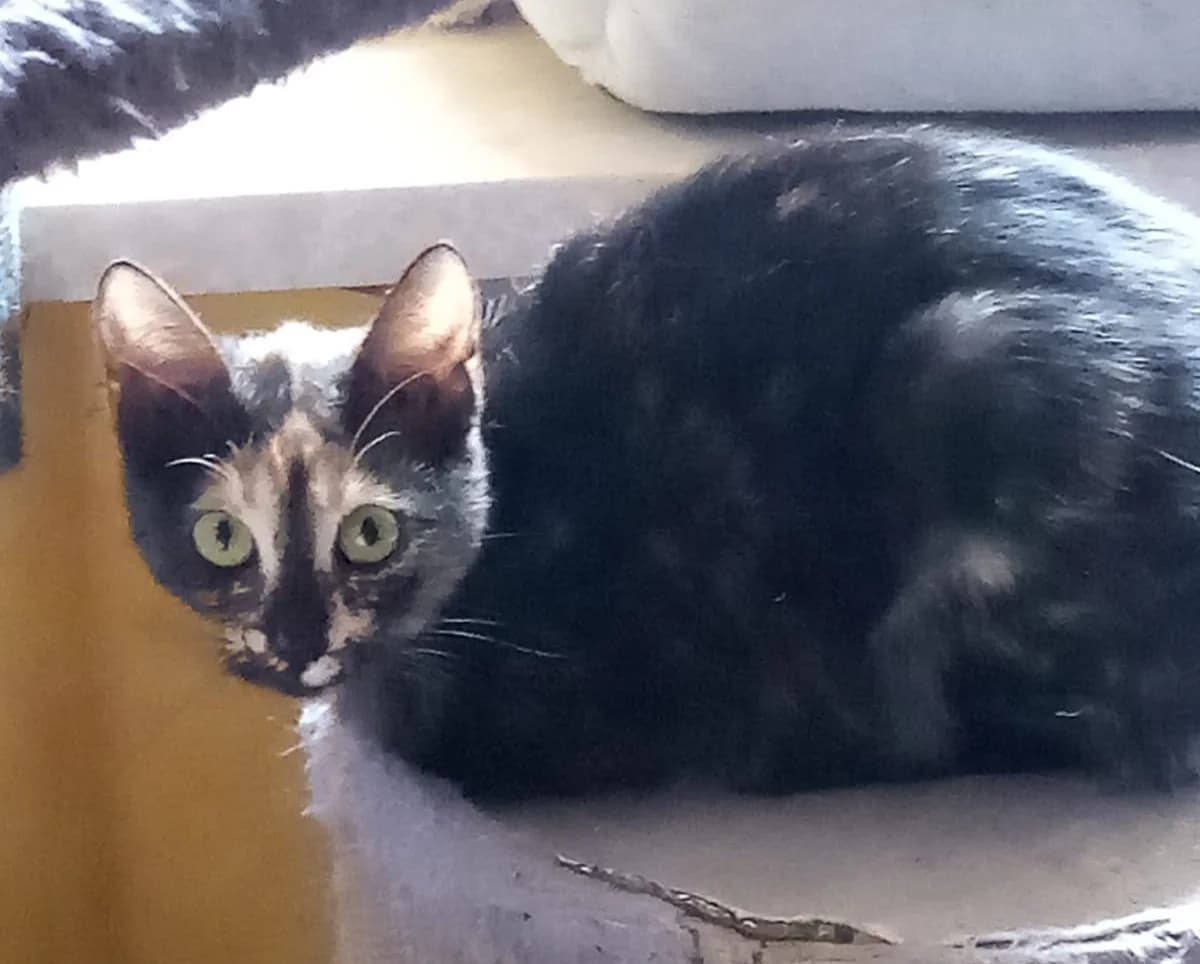 GEMA, Mixed Breed for adoption at Casa Animale e.V., Gefrees