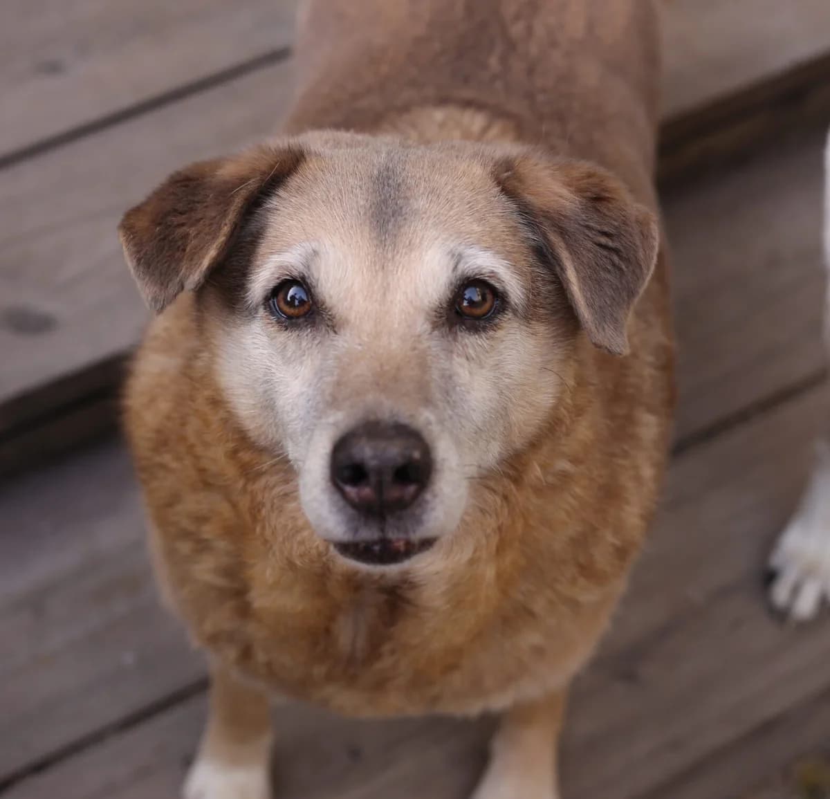 BUNI, female senior Mixed Breed for adoption at CatDog e.V., Berlin