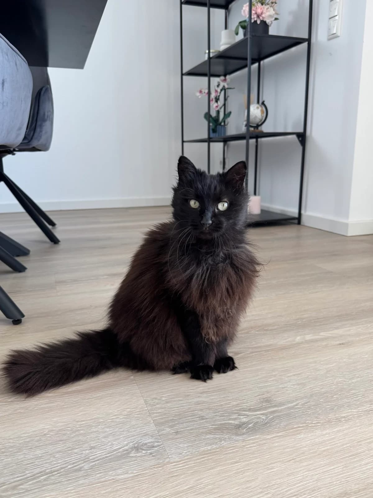 COCA, female senior Mixed Breed for adoption at CatDog e.V., Berlin