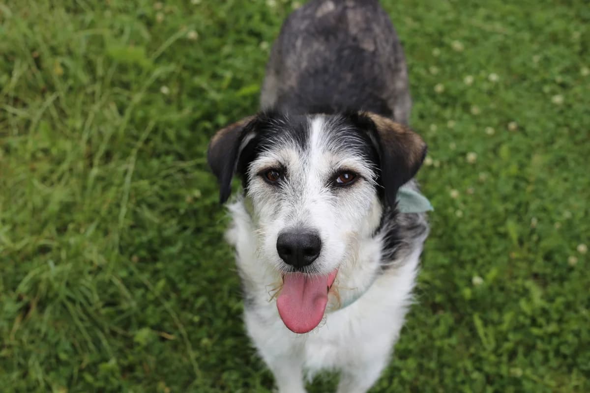 STEVIE, male 6yo Mixed Breed for adoption at CatDog e.V., Berlin