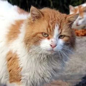 WASILIOS, male 7yo Mixed Breed for adoption at Cats at Andros e.V., Germany