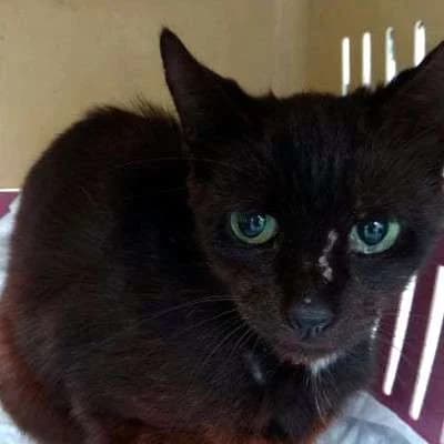NELE, female 6yo Mixed Breed for adoption at Cats at Andros e.V., Germany