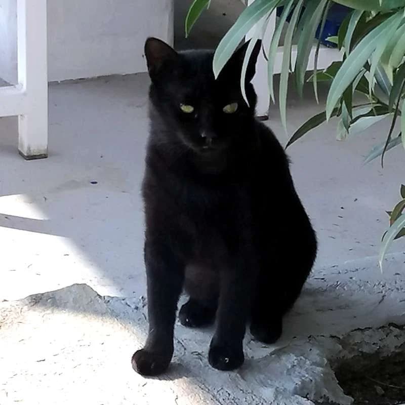 BUBBLES (ladakos), male young Mixed Breed for adoption at Cats at Andros e.V., Berlin