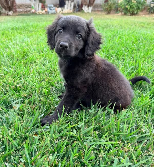 Coco, weiร female puppy Cocker Spaniel for adoption at Cats & Dogs in Not, Furth