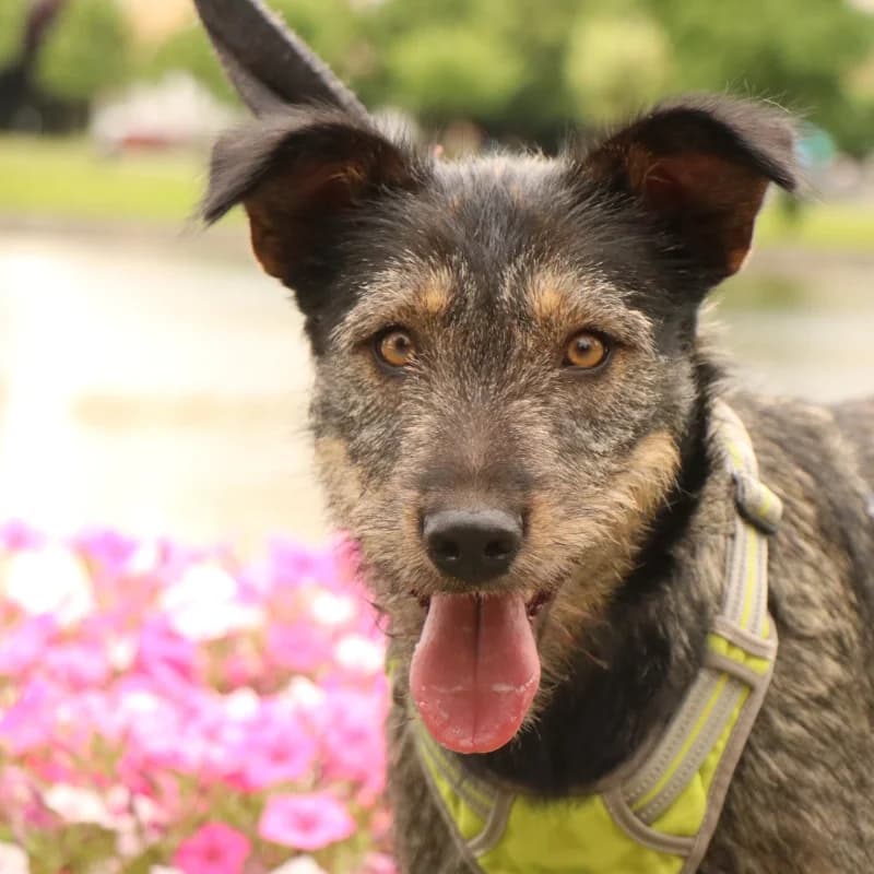 Fauna, female young Mixed Breed for adoption at Cats & Dogs in Not, Furth