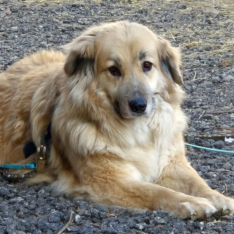 Bambi, female senior Mixed Breed for adoption at Cats & Dogs in Not, Furth