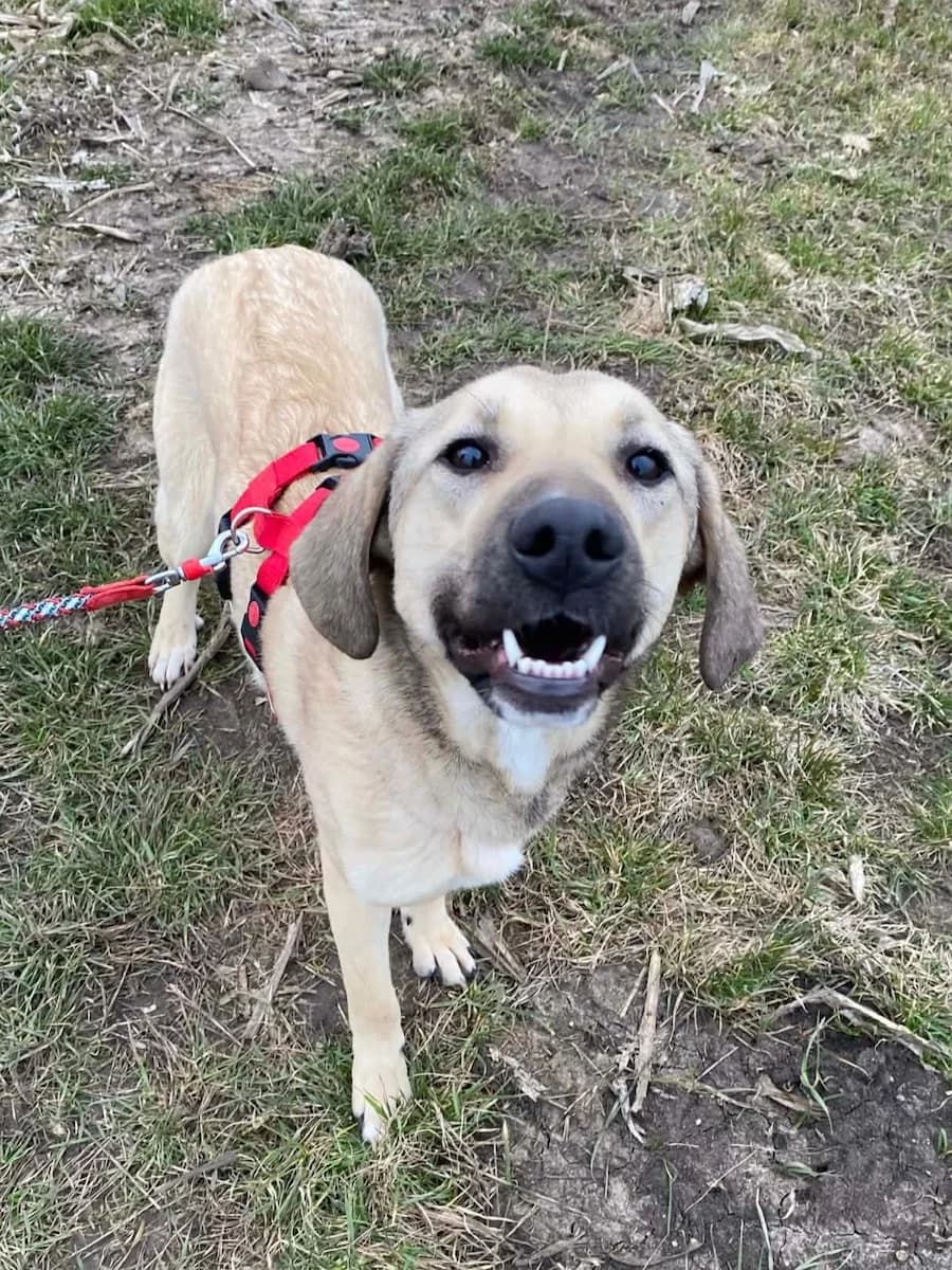 Bella, female young Mixed Breed for adoption at Cats & Dogs in Not, Furth