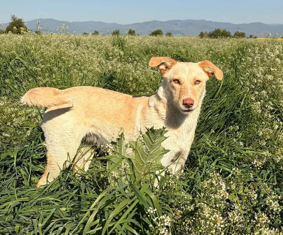 Pamina, female young Mixed Breed for adoption at Cats & Dogs in Not, Furth